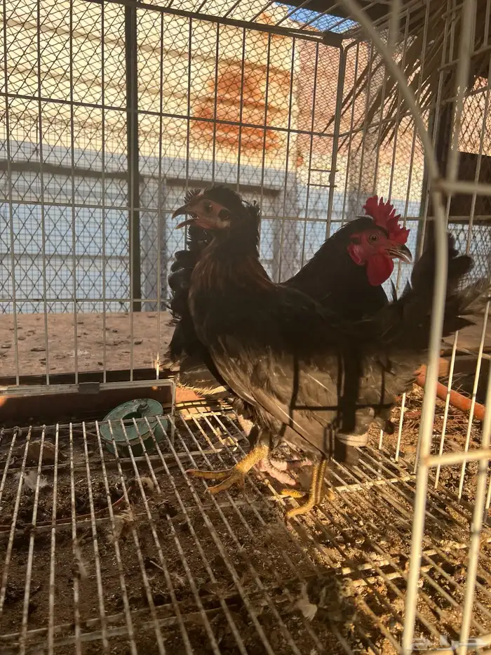 دجاج حباحب 1