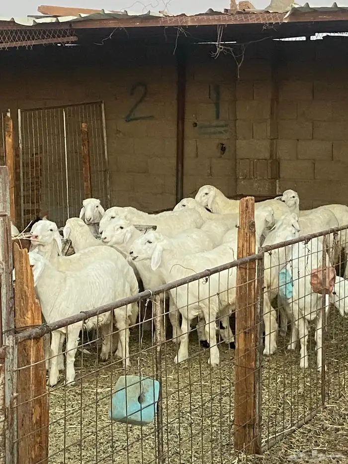 خرفان فل شحم ونظاف ( يوجد خدمة سلخ وتوصيل) 1