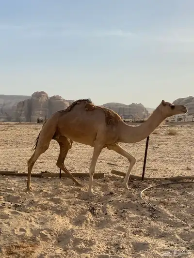 ناقه ذلول عمانيه index