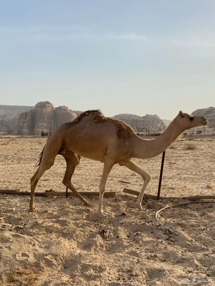 ناقه ذلول عمانيه 0