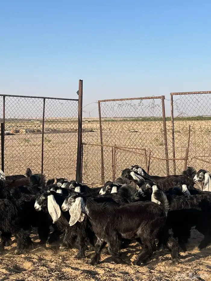 جفار عوارض طيبه 2
