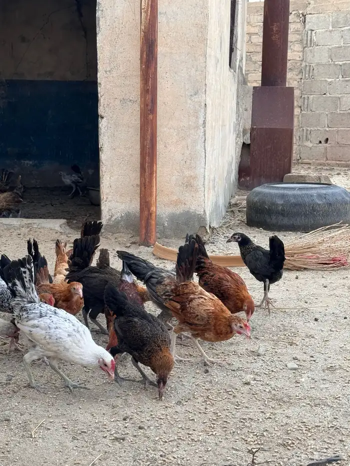 دجاج بلدي العدد 60 ونضيف 5