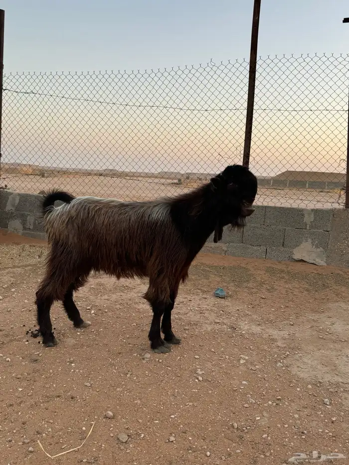 تيس شامي 0