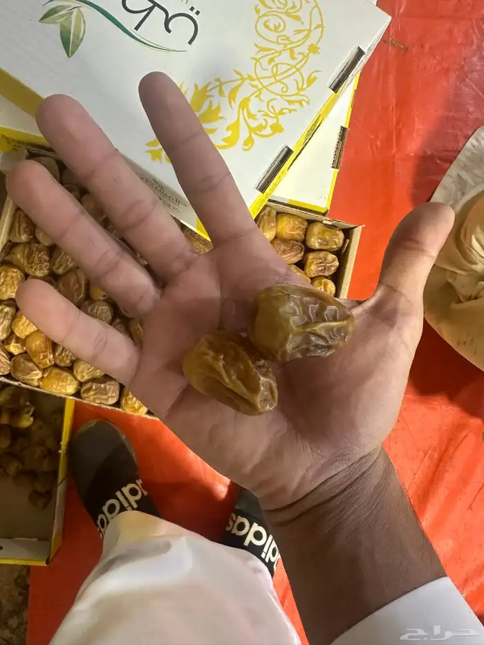 تمور سكري مفتل من المزرعه مباشره 2