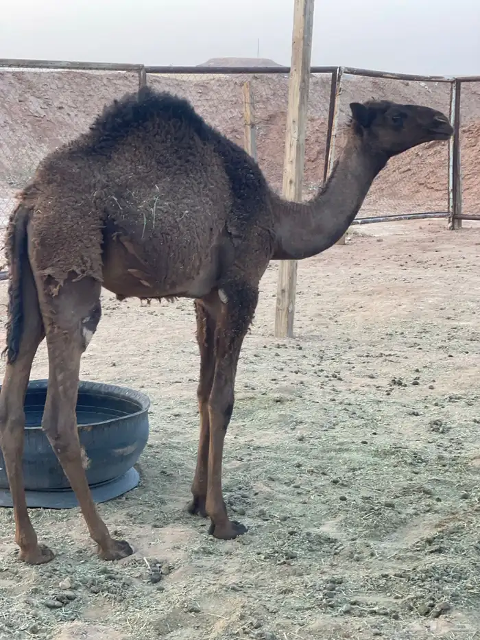 بكره للبيع 2