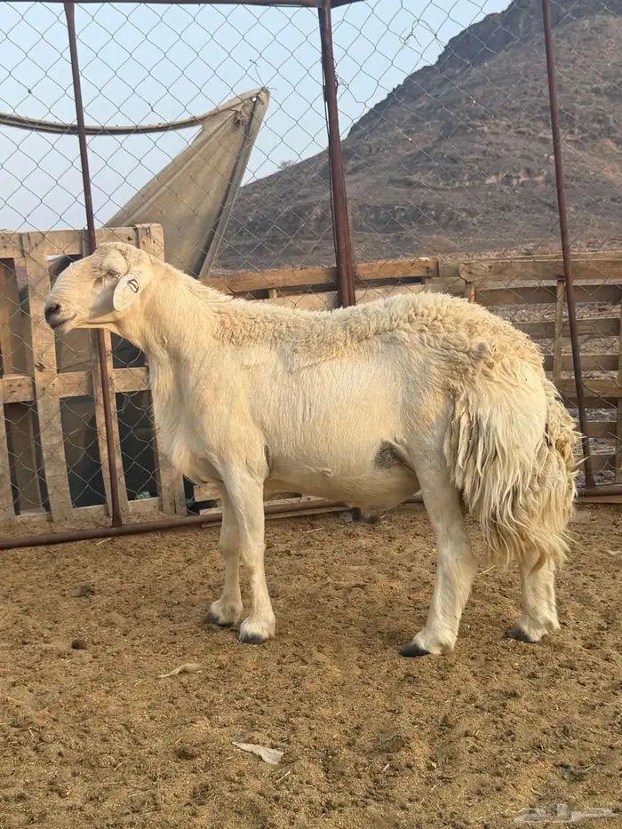 خرووف رباع فحل مشروط صنف 5