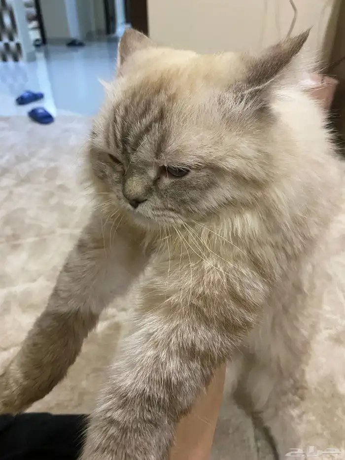 قط همالايا 1