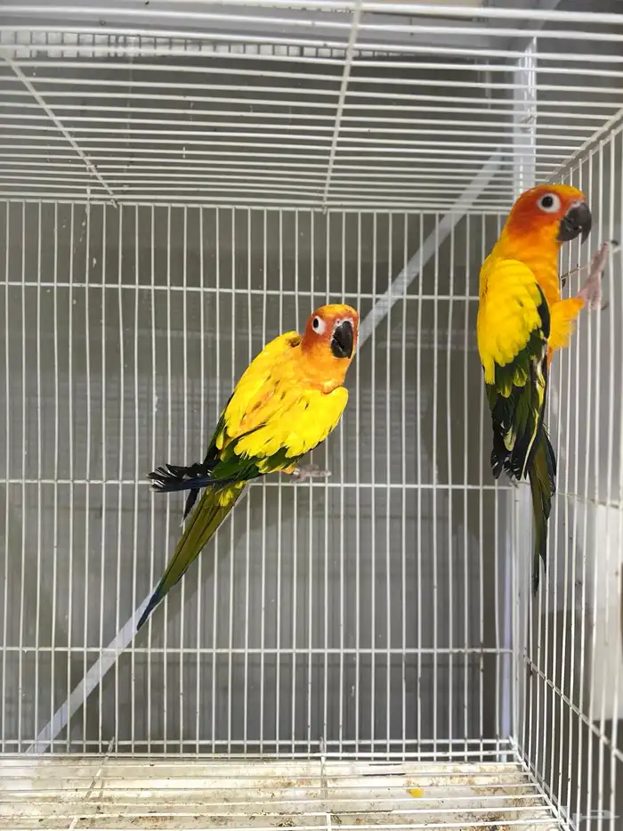 جوز صن كنيور منتج شرط Sun Conure 0