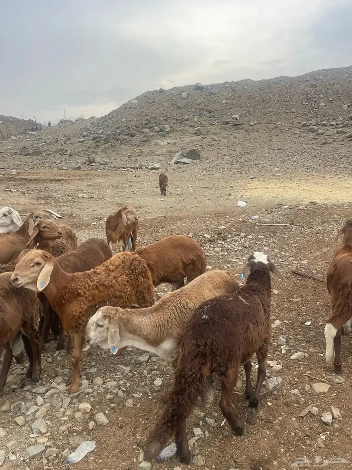 سواكني فل شحم 0