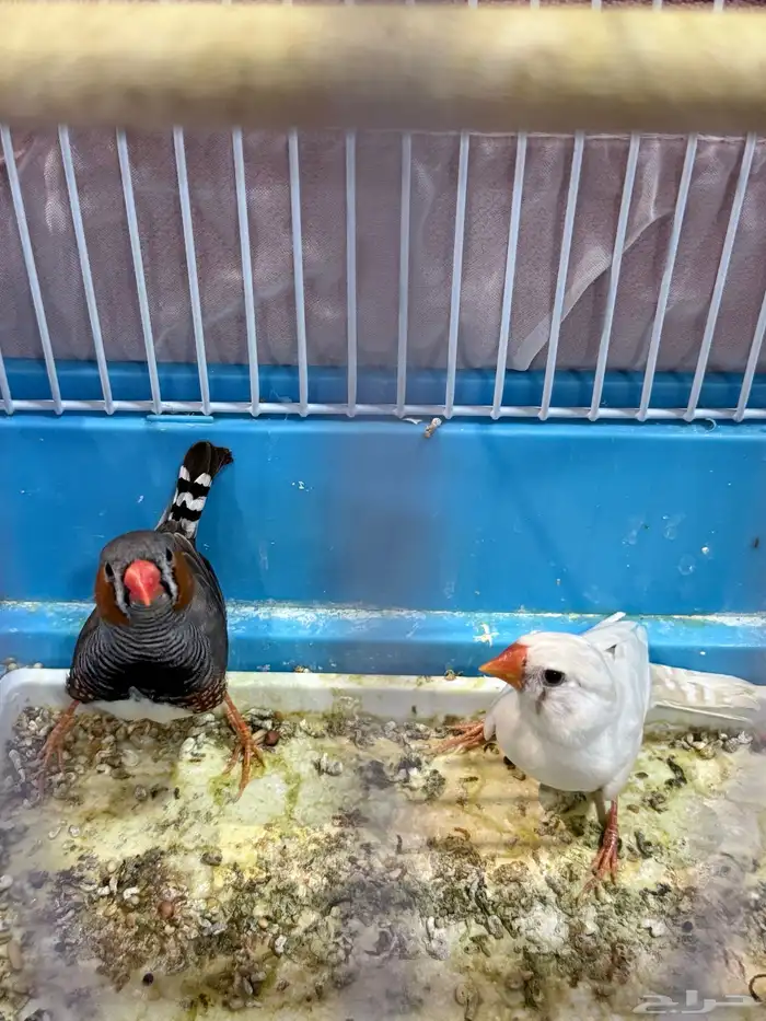 جوز زيبرا 6