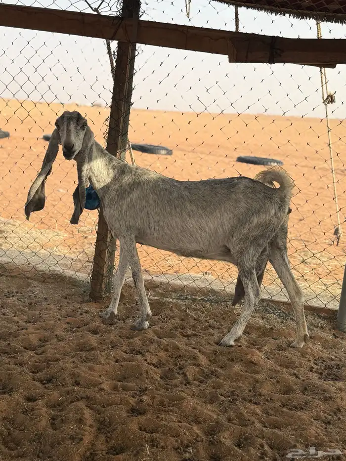 عنز مطوره متبع 2 ودافع 0