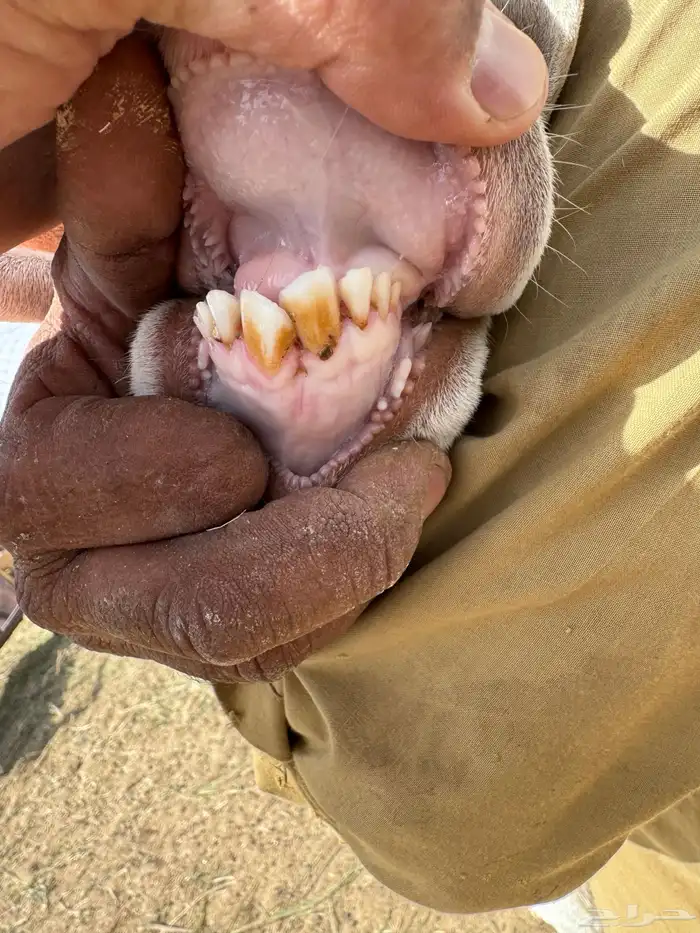 فحل ساكني ابيض نادر 2