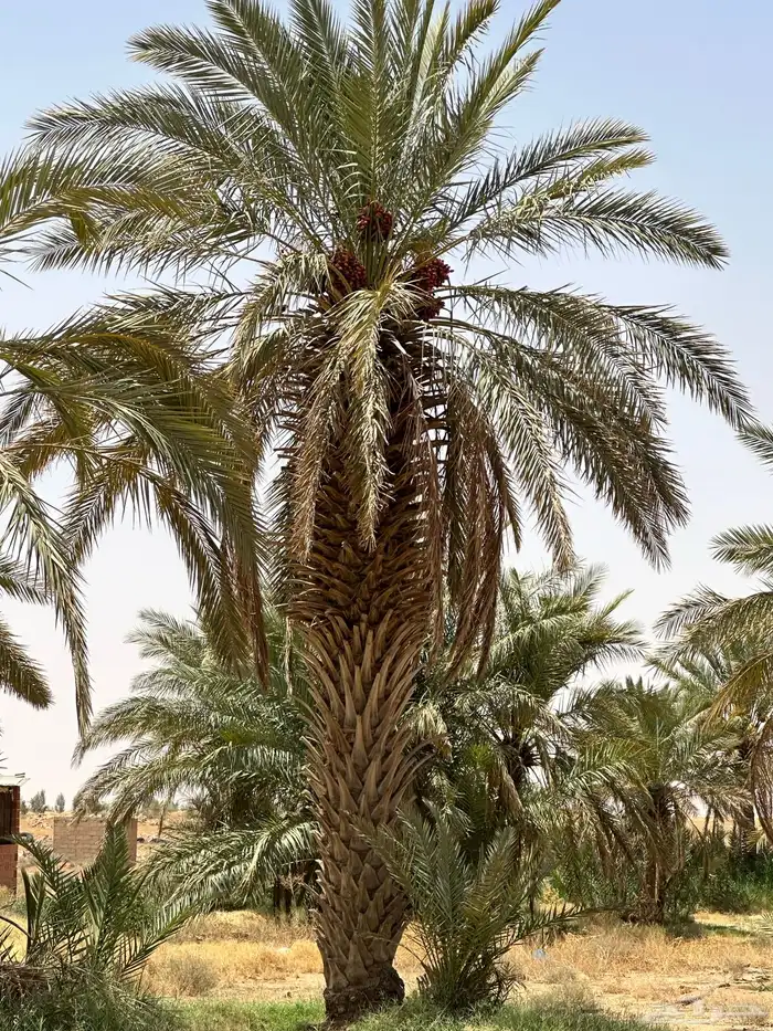 للبيع نخل مثمر 4