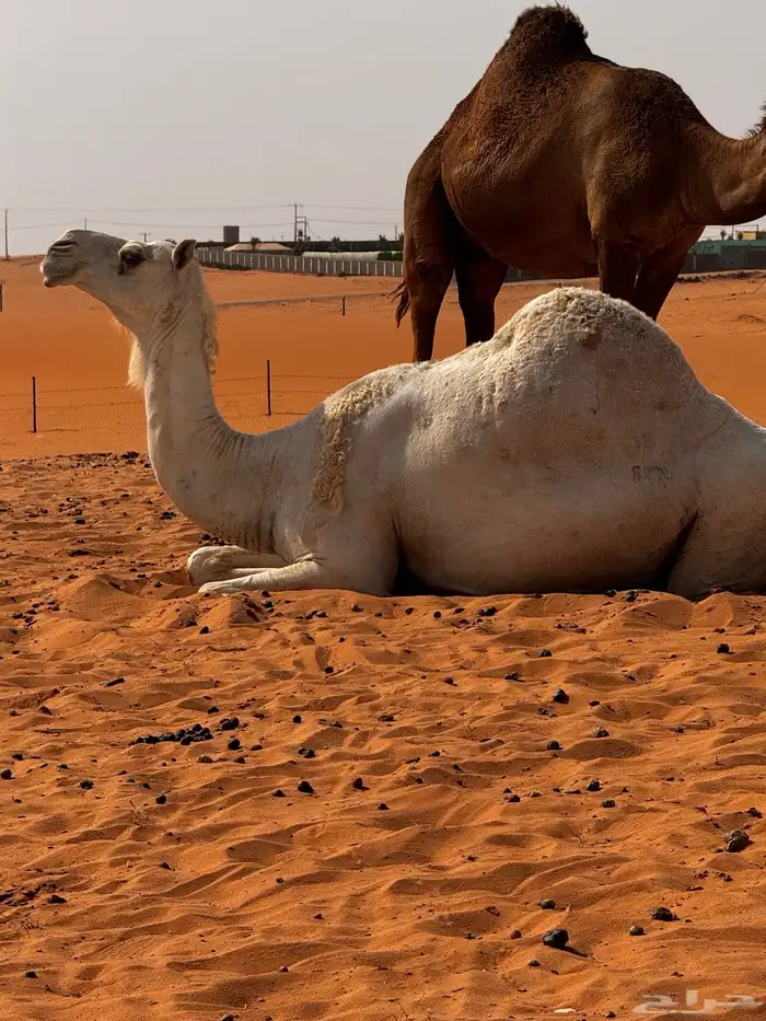 لقحه وضحاء 0