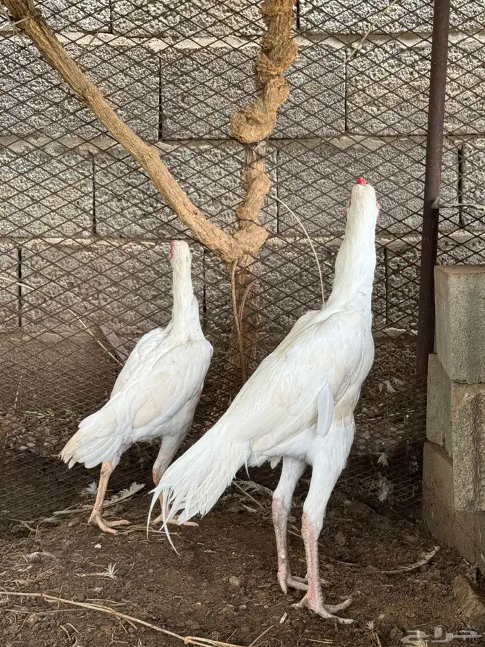 زوج سنود 3