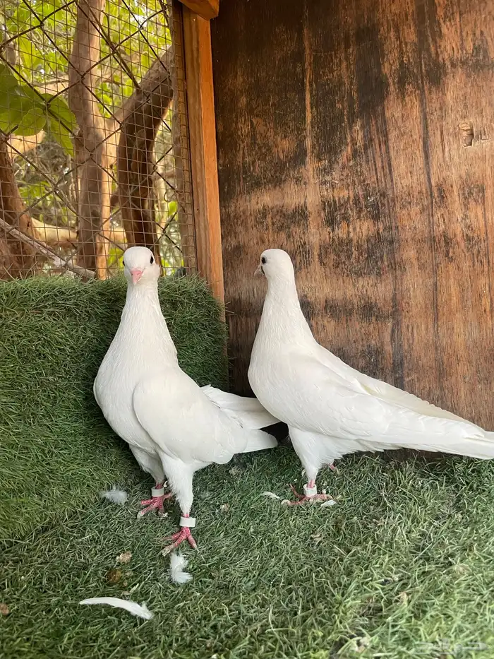 حمام قطيفي 3