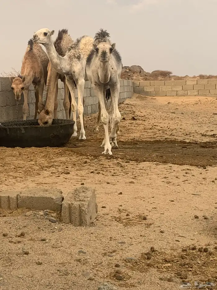 قعدان العدد 3 0
