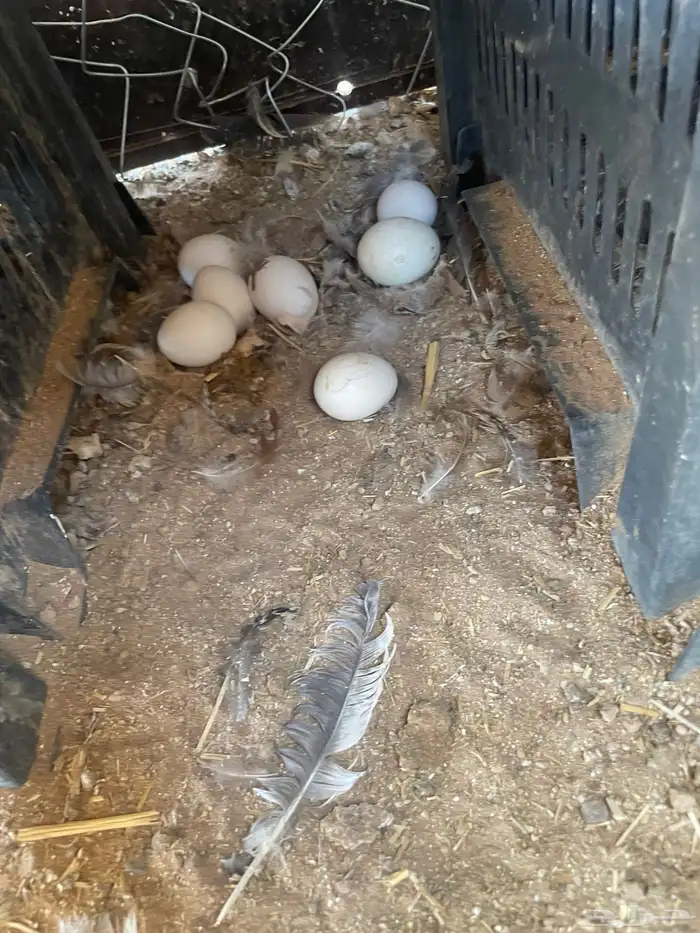 بيض بلدي على الشرط للاكل ومخصب 1