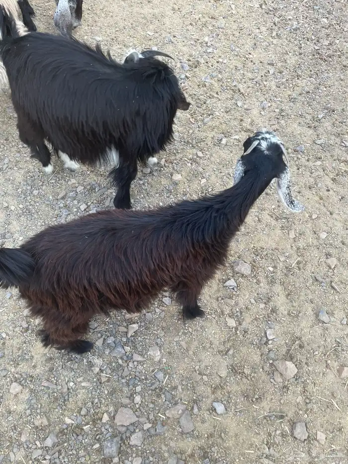 جفره عارضيه 3