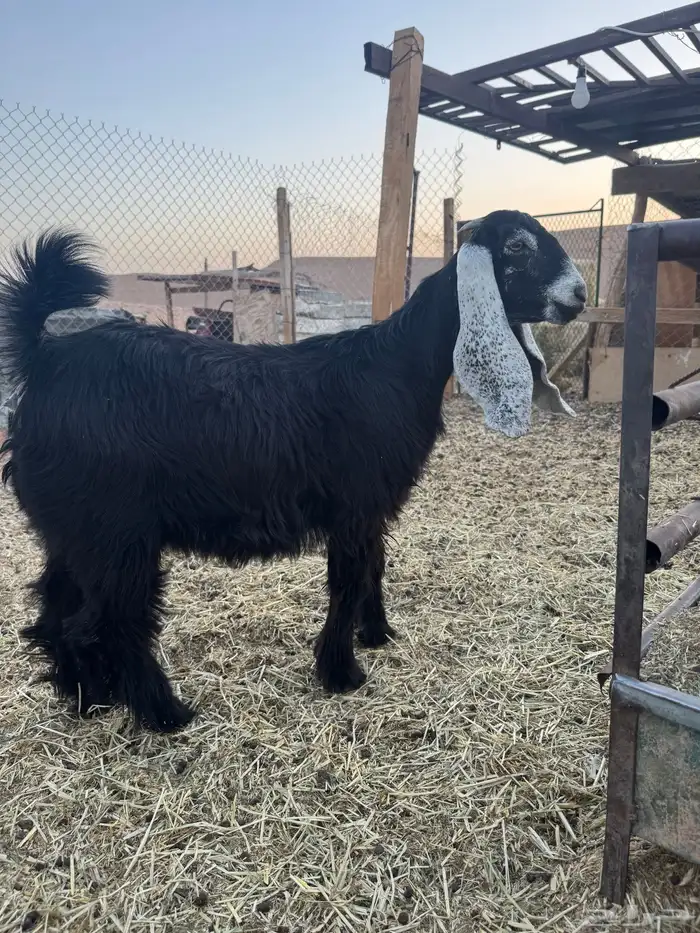 جفرة عارضية معرفه 1