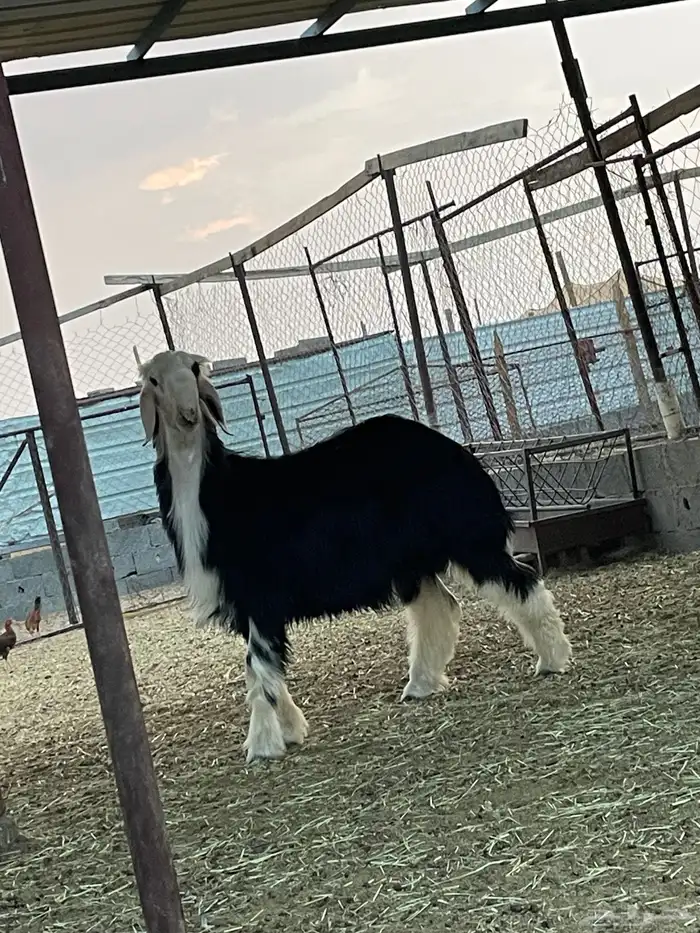 طلي جذع عمره سبع شهور صنف 5