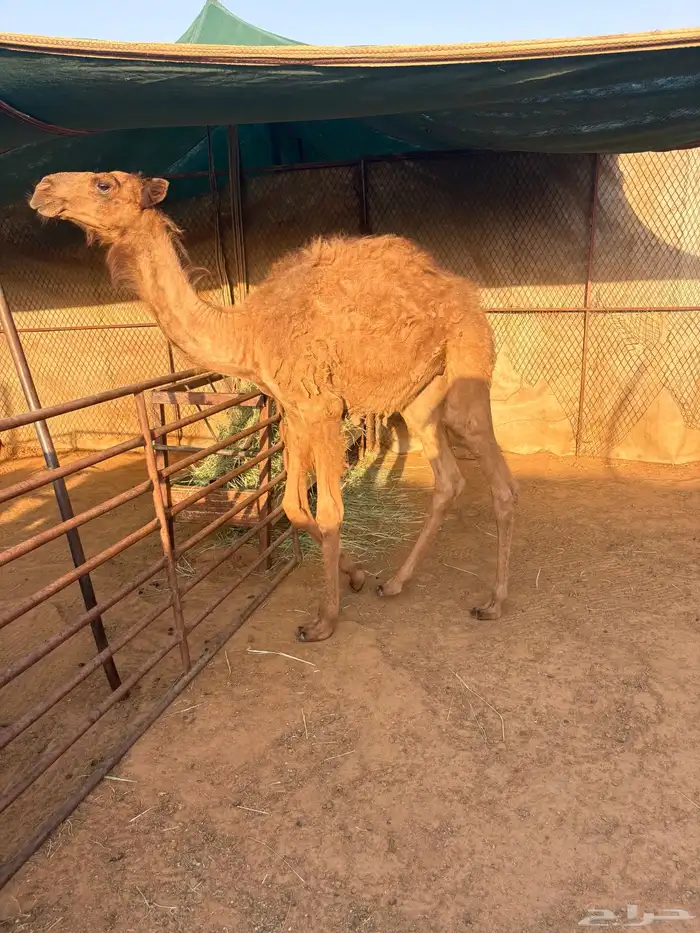 قعود تربيه 1