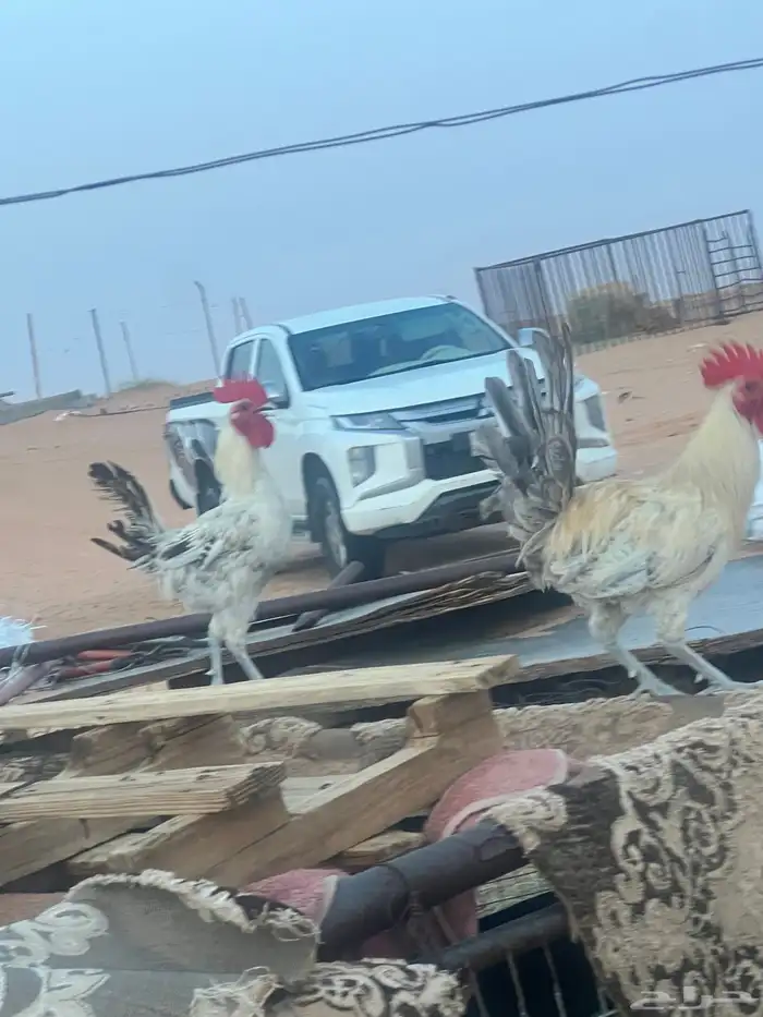 2 دجاج و 2 ادياك 1