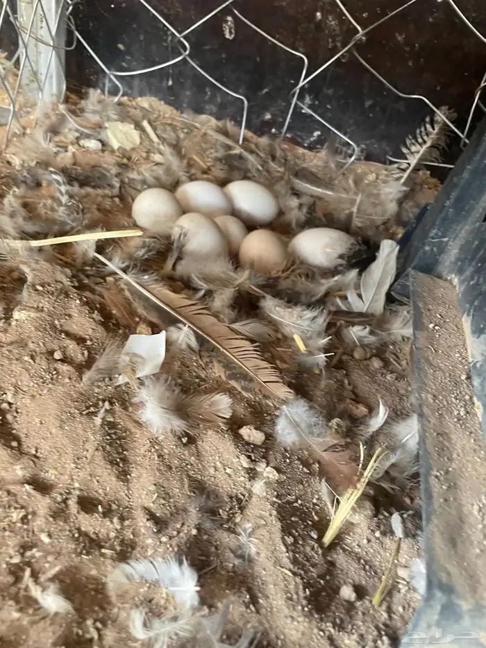 بيض بلدي على الشرط للاكل ومخصب 0