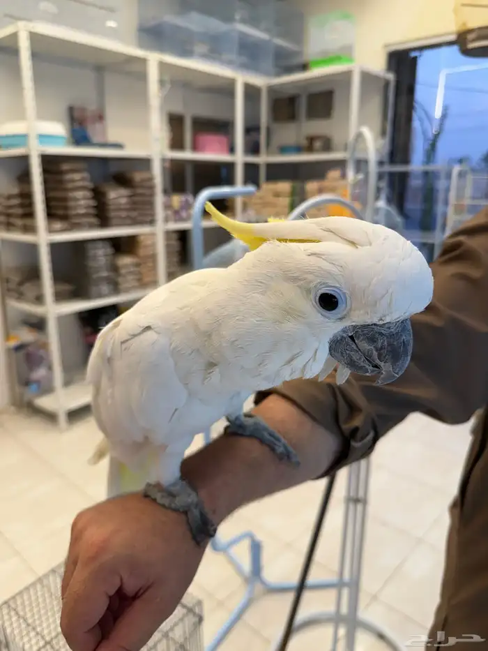 ببغاء كوكاتو اليف ويقول كلمات 2