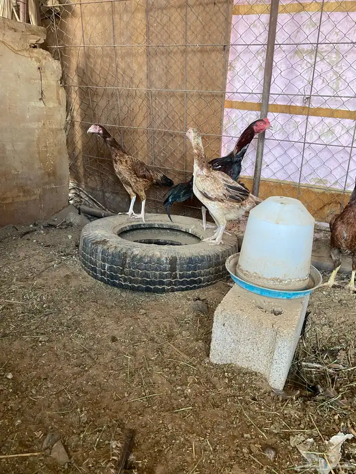 للبيع دجاج بكستاني سندي 0