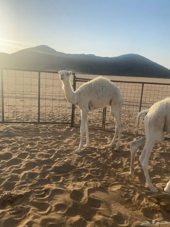 قعدان قصب طيبه على حليب أمهاتها 4