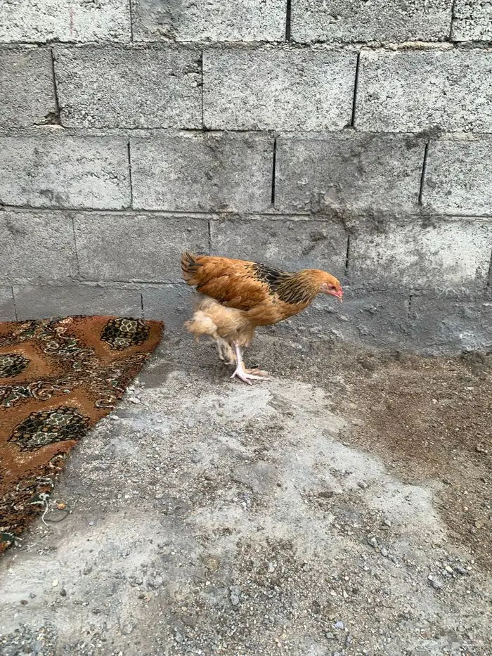 فروخ دجاج براهما 2