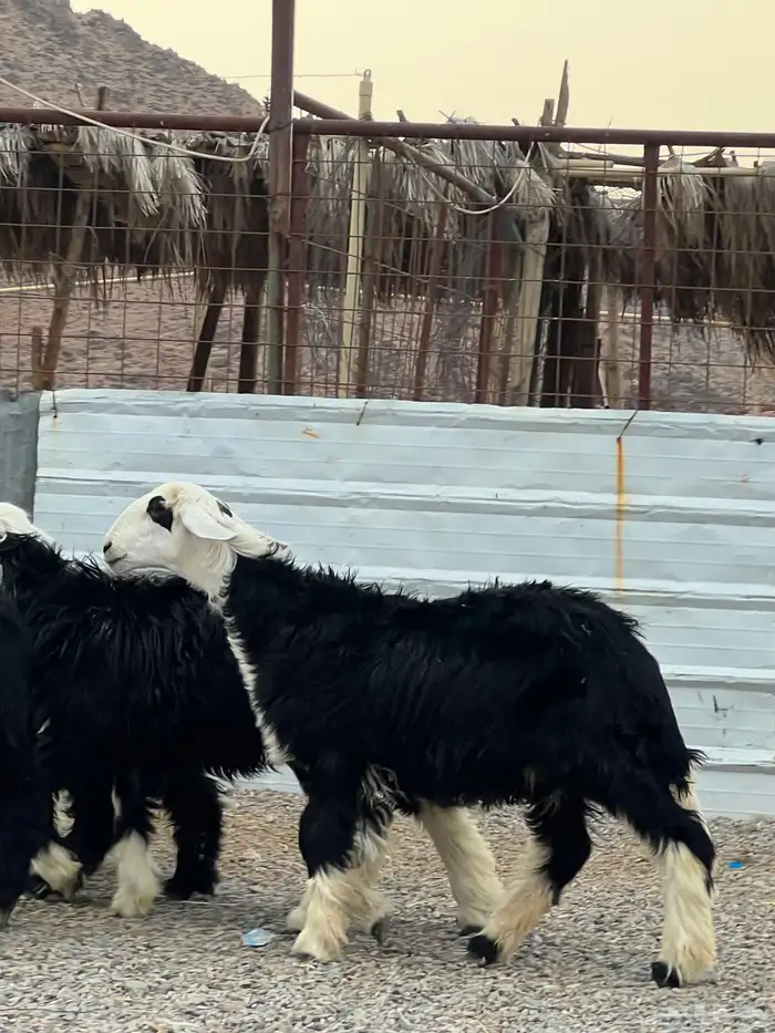 رخال نجد تأسيس مراح 19