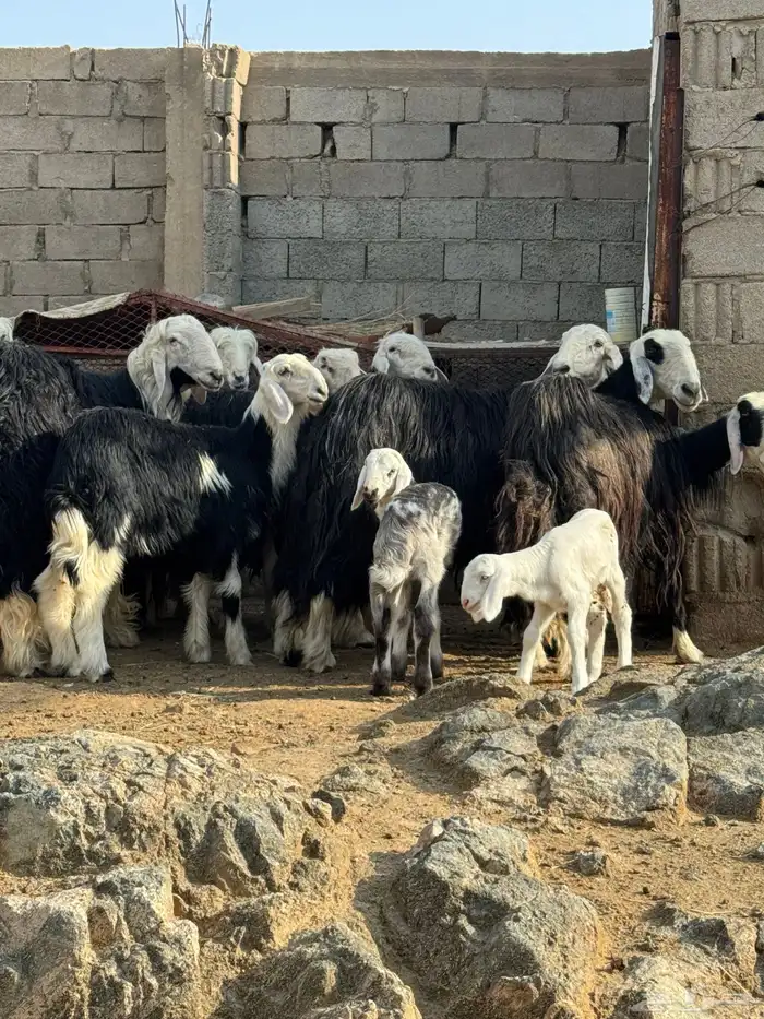 ضان نجد 0
