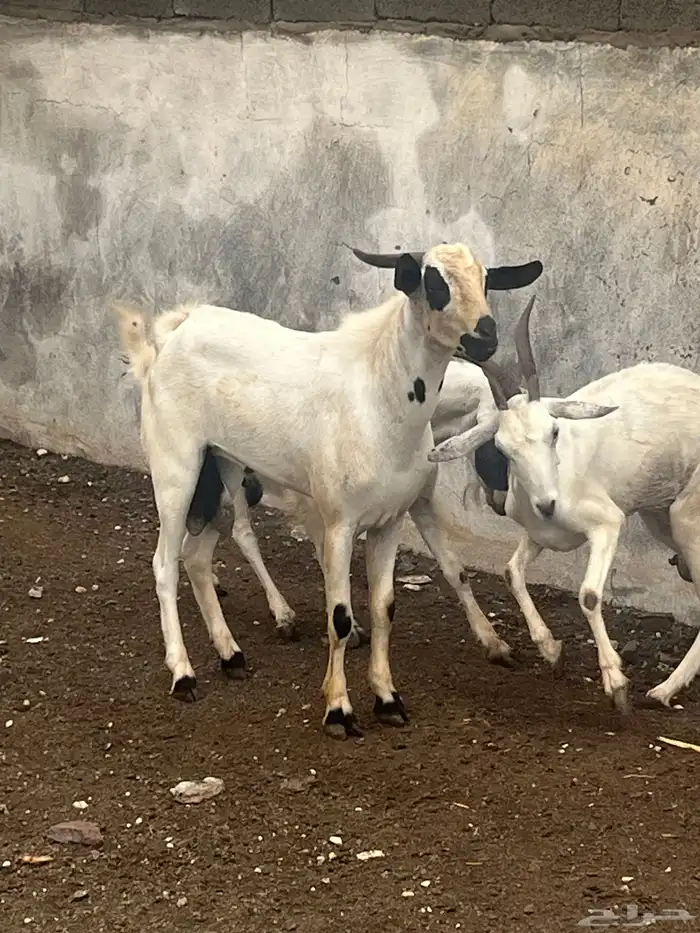 مشروع تيس فاخر 0