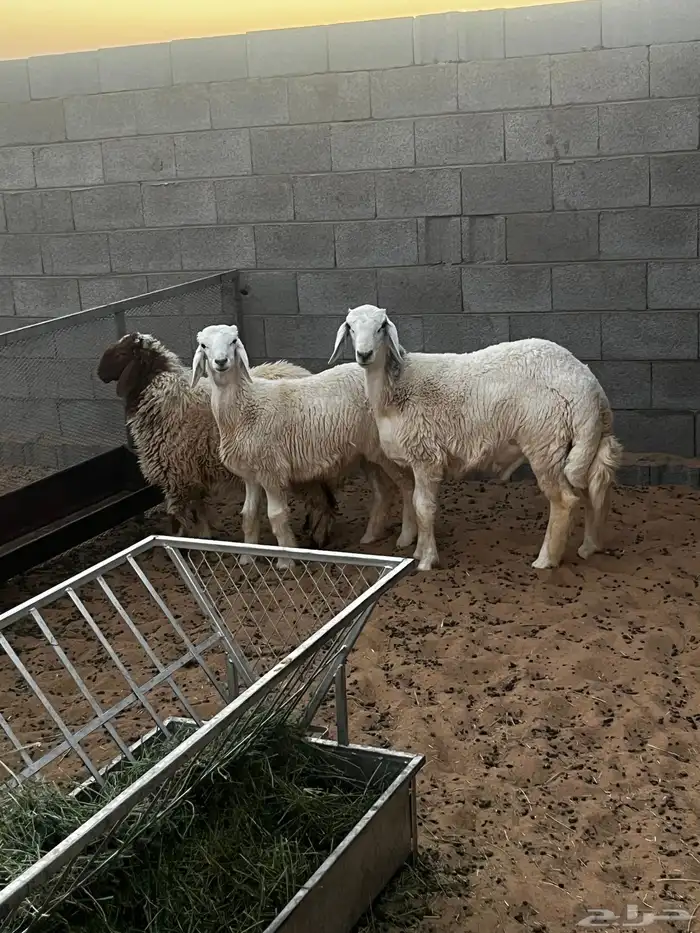 3 حرفان طيبه مقفله 1