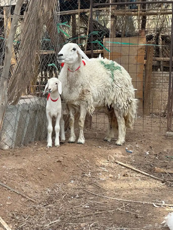 حبص صنف الصنف فاخر من الاخر 1