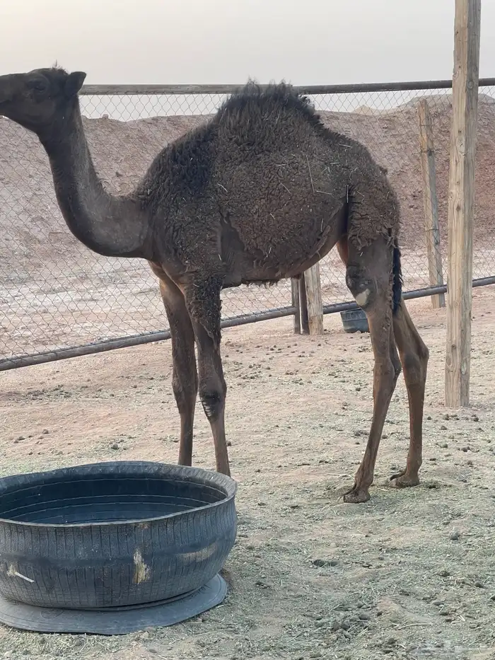 بكره للبيع 3