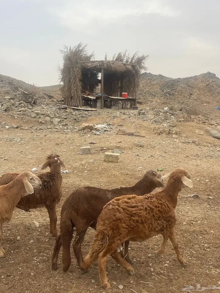 سواكني فل شحم 7