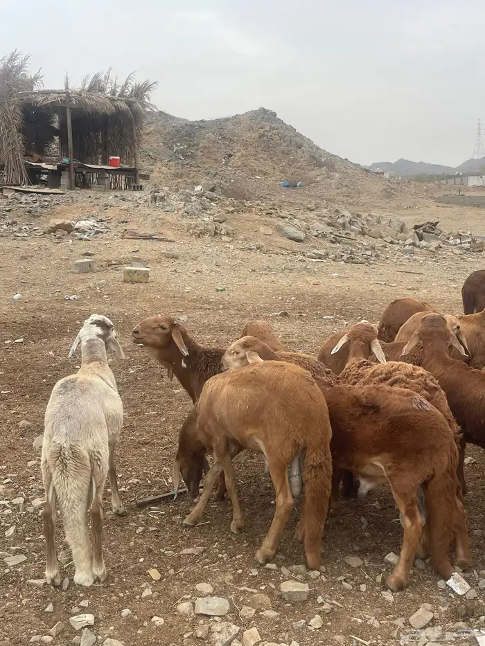 سواكني فل شحم 1