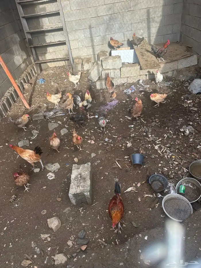 دجاج وديك للبيع 1