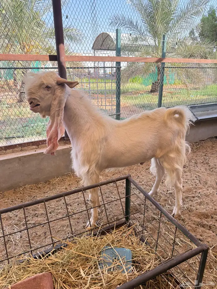 للبيع تيس فحل أبرص مطور صنف 2