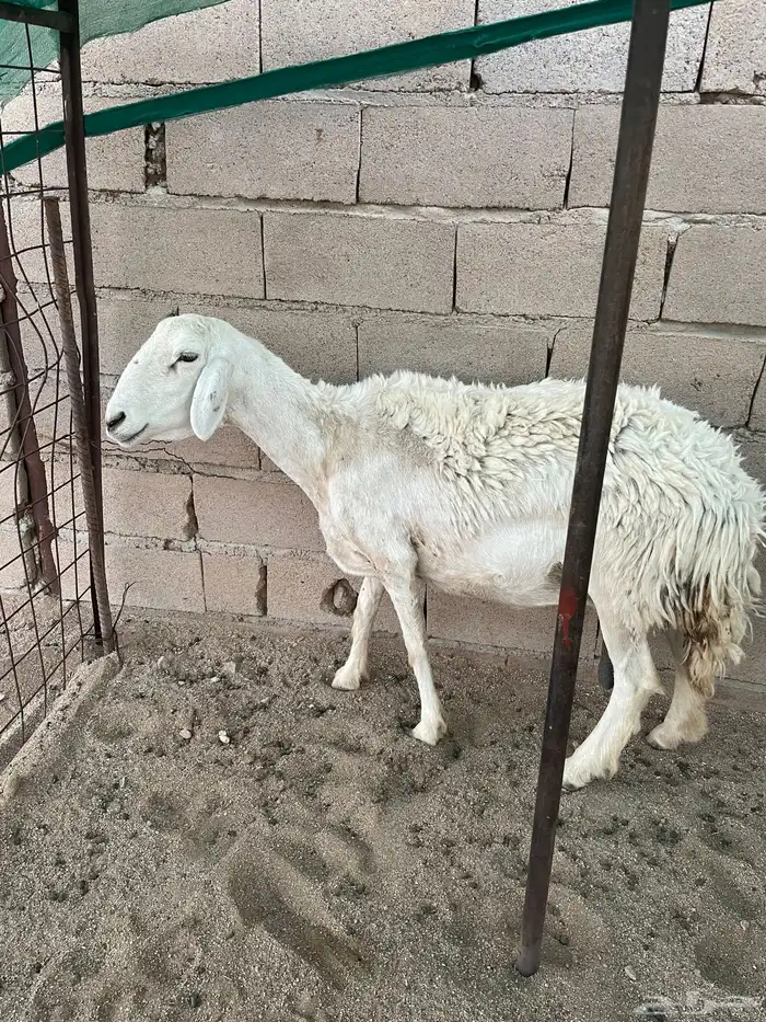 البيع نعجه تامه مقروعه السن موضح في الصوره 1