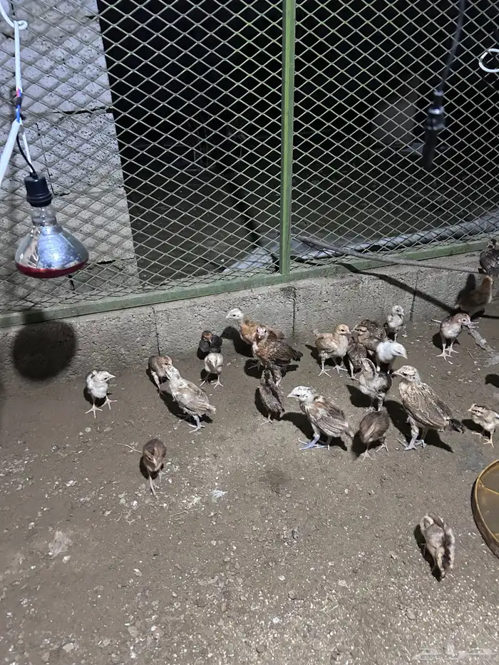 صوص بلدي بصحة ممتازة 0