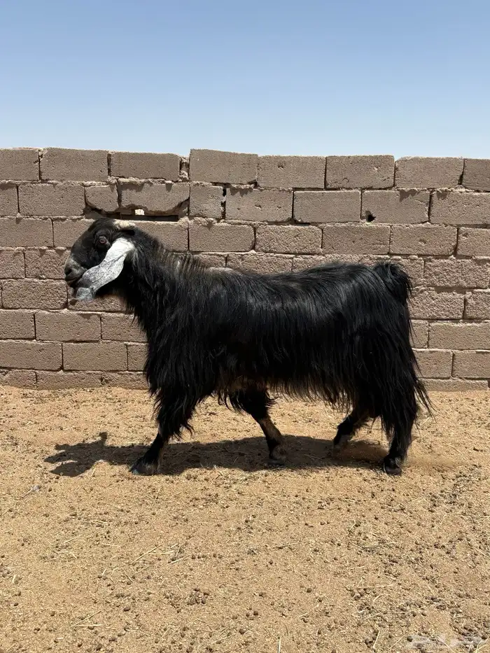 تيوس 2