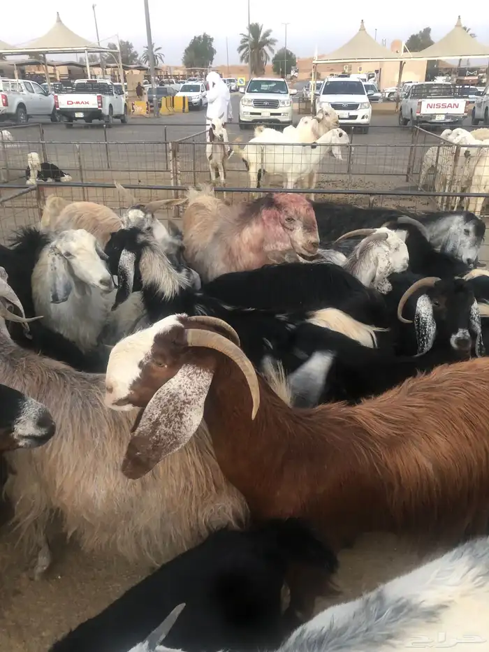 معاز للبيع العدد 22 0