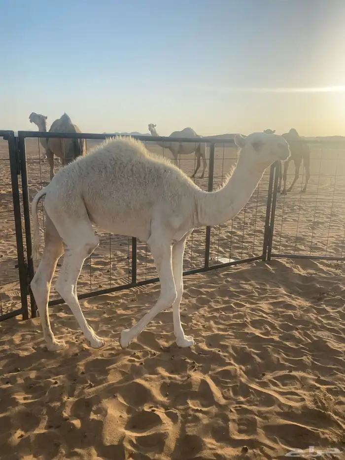 قعدان قصب طيبه على حليب أمهاتها 1
