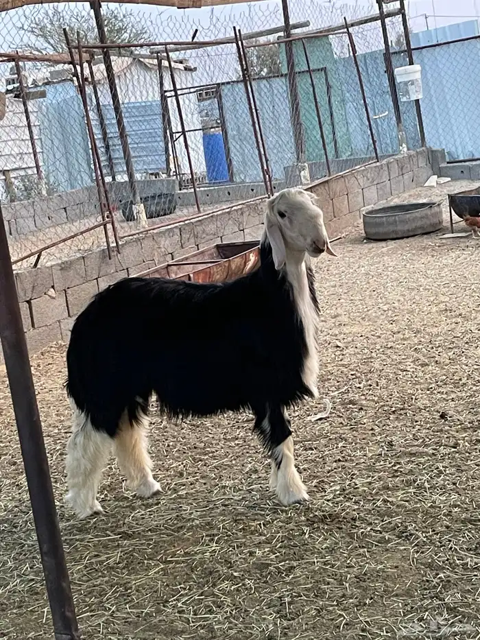 طلي جذع عمره سبع شهور صنف 4