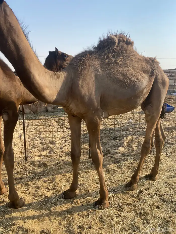 قعدان قصب 3