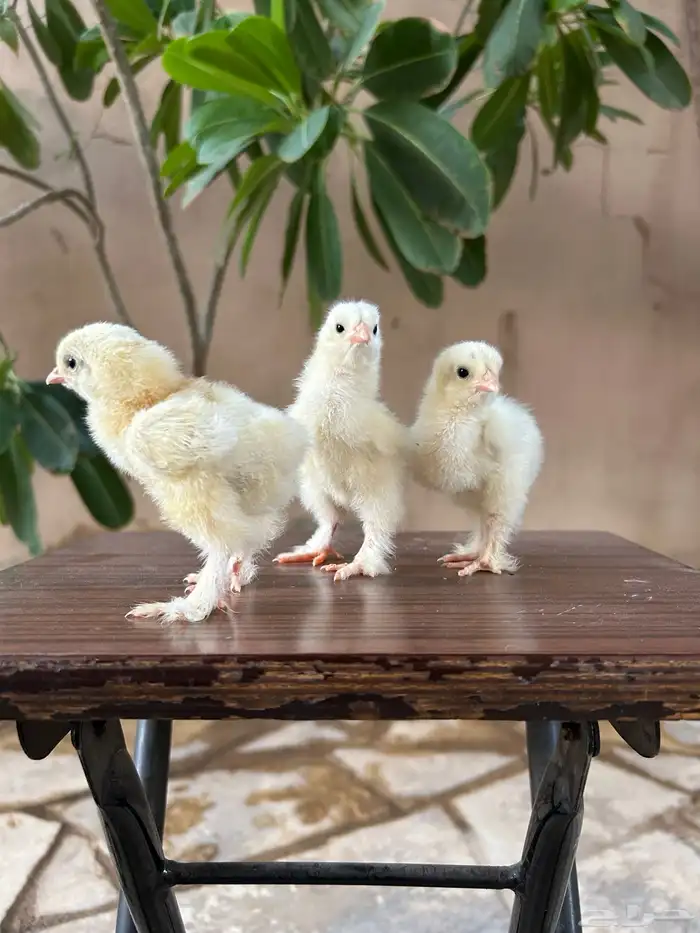 صوص برهما كلومبي مستوى توب 1